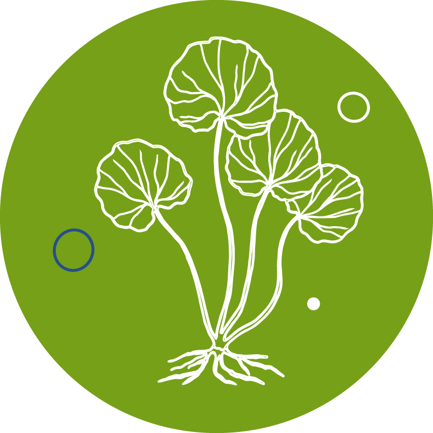 visactiv centella asiatica