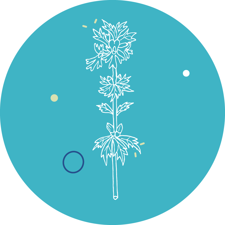 Visrelax eufrasia y te verde