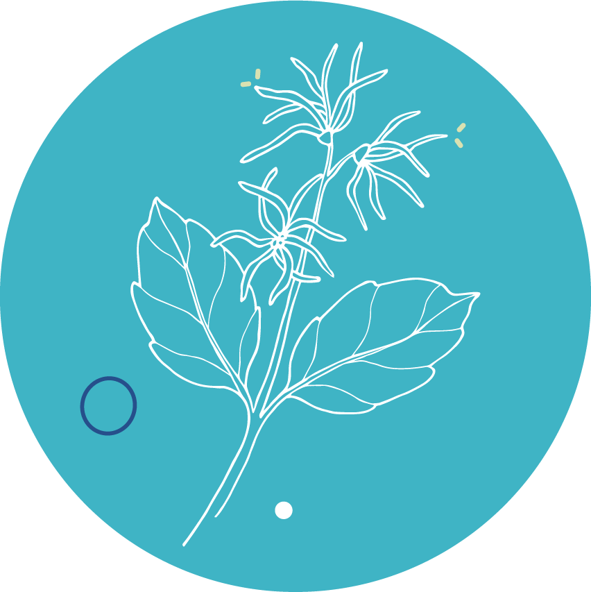 visrelax hammamelis virginiana